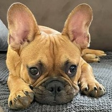 Gold Coast's cutest dogs: Walter. Submitted by Sandra Borzsei.