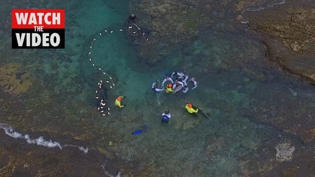 Dolphin freed from rock pool