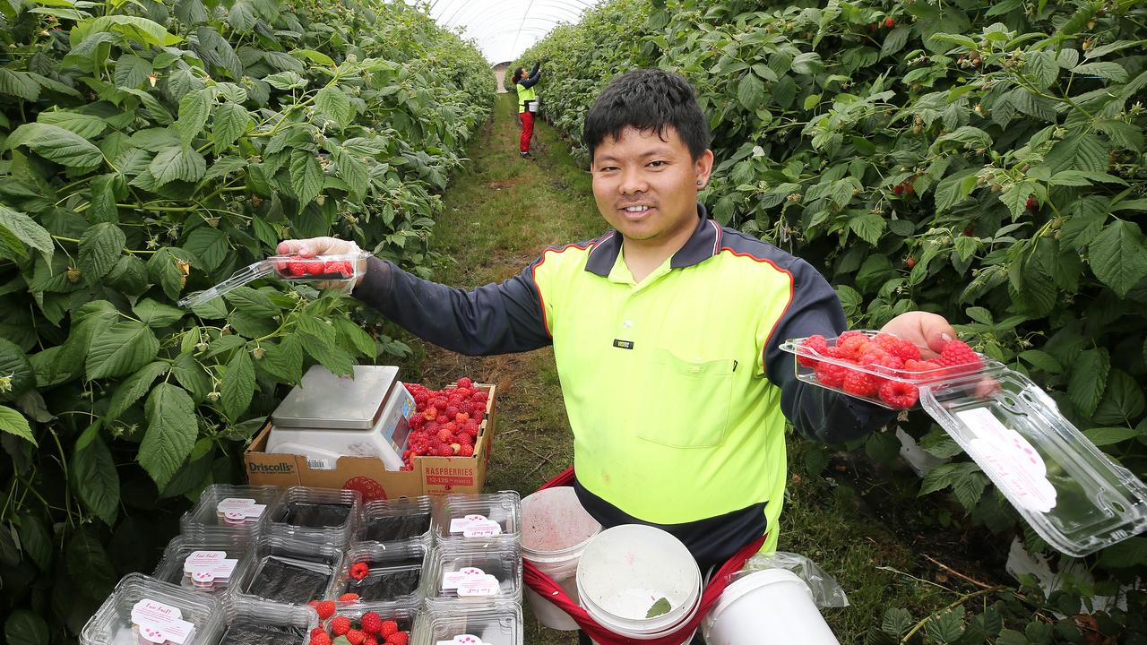 Hillwood Berries picker Zenith Tamang. PICTURE CHRIS KIDD