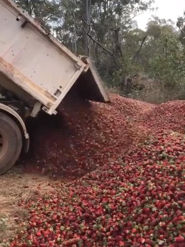 Another truckload is dumped at the Donnybrook Berries farm.