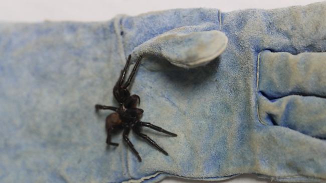 Recent rainy weather combined with intensely humid weather has provided the perfect conditions for funnel-web spiders to thrive