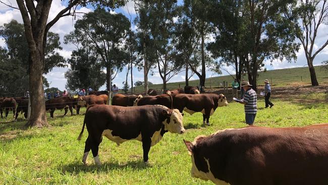 Pre-sale inspection underway before the Injemira bull sale. Picture: Fiona Myers