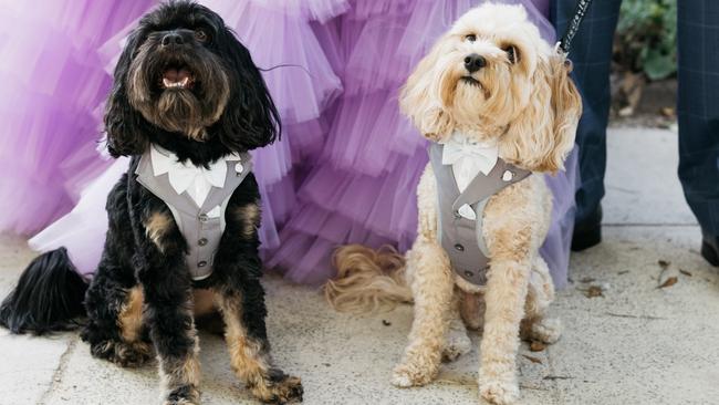 The couple's ‘furbabies’, Hendrix and Bowie, were party of the wedding party, dressed in doggie tuxedos the same colour as the suits worn by the groomsmen. Picture: Chole May