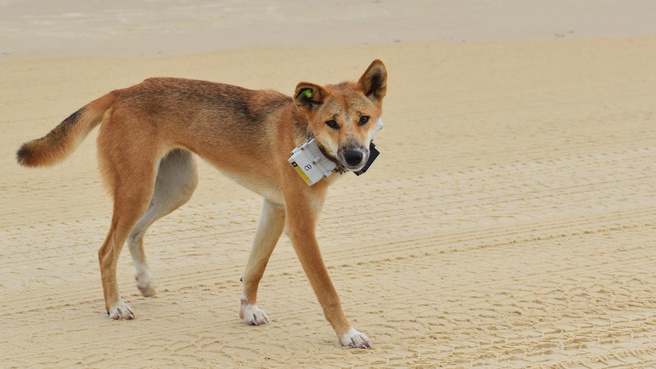 10-year-old boy bitten by dingo on K’gari | The Australian