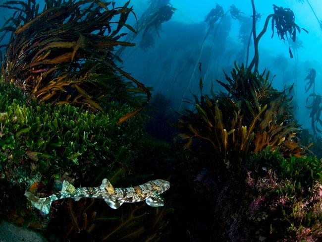 Winner Habitats & Landscapes ... Puffadder Shyshark, A Puffadder shyshark hides in the kelp forest in South Africa. Picture: Tracey Jennings/WildlifePhoto.com