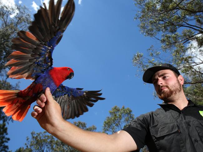 Get Wild Animal Experiences keeper Lochlan Bartley with Ruby the eclectus parrot. at the future Minto Heights Zoo. #SnapSydney2016 #SnapMacarthur #SnapSydney