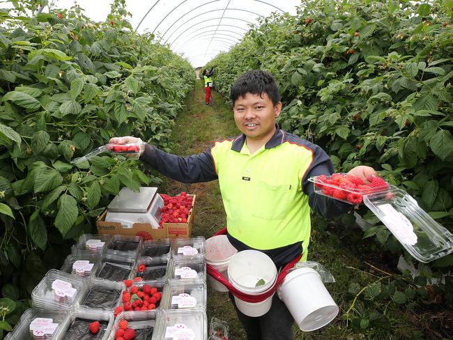 Hillwood Berries picker Zenith Tamang. PICTURE CHRIS KIDD