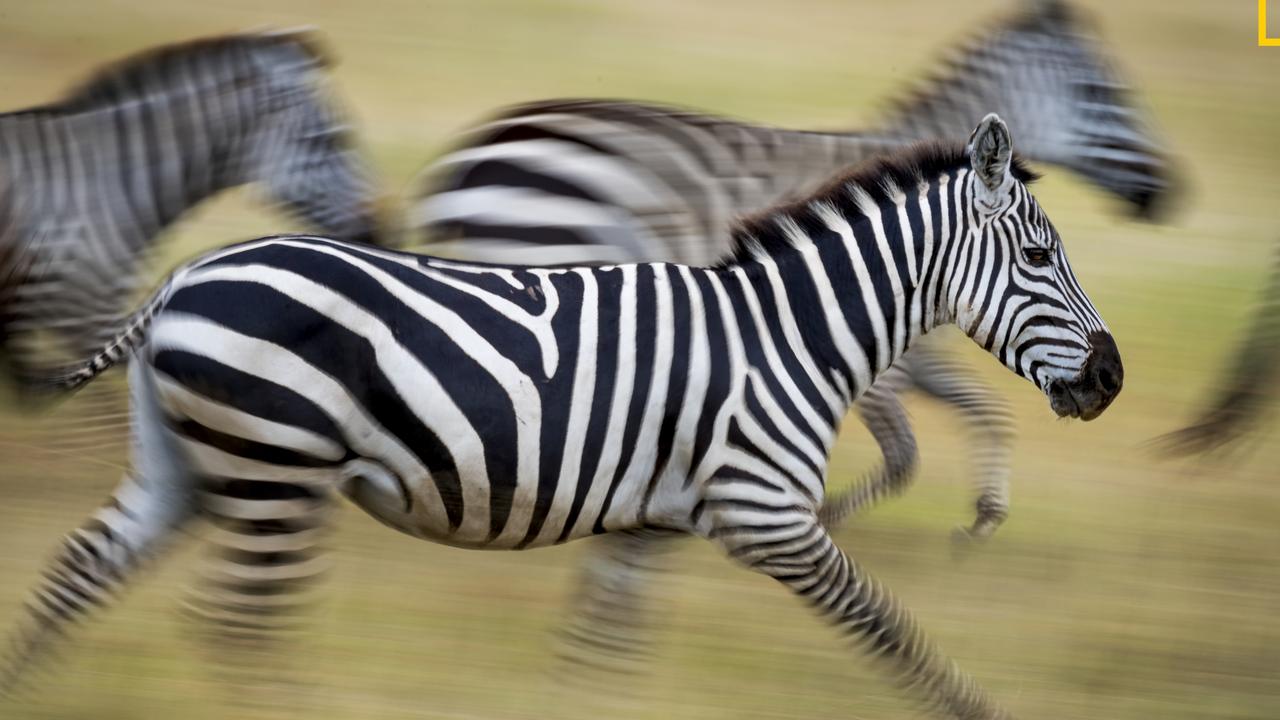 Scientists find answer to why zebras have stripes