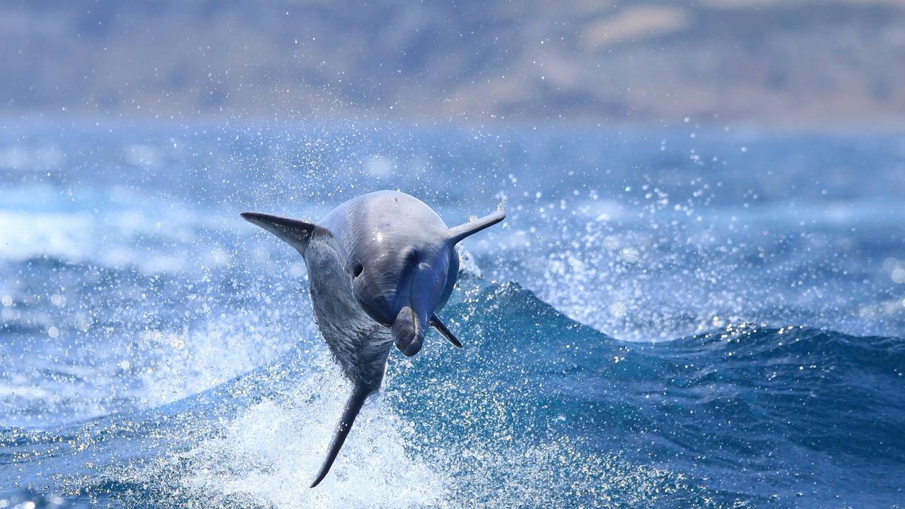 Bottlenose dolphins. Picture: Peter Fuller