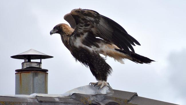 Atomic Wedgie: A Wedgetail eagle gets ready to down some drones. Picture: Walter Pless