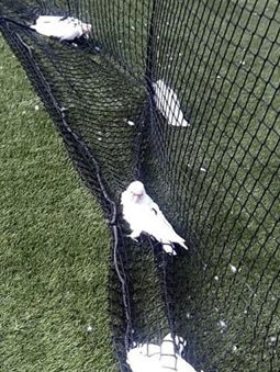 The cockatoos caught in netting at the Croydon Athletics Track. Picture: Cath Pezza/Facebook.