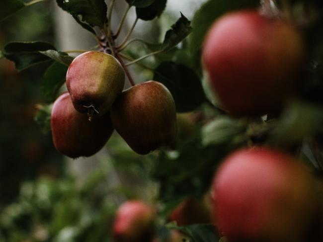 Plenty Cider apples. Picture: Supplied