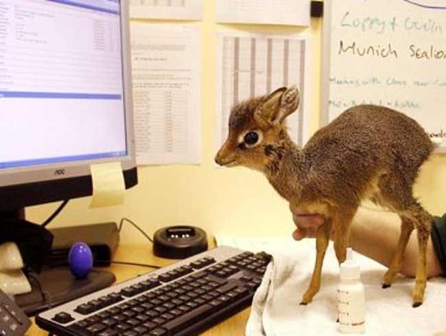 Too scared to cheat: Kirk's Dik-Dik fear the consequences of cheating.