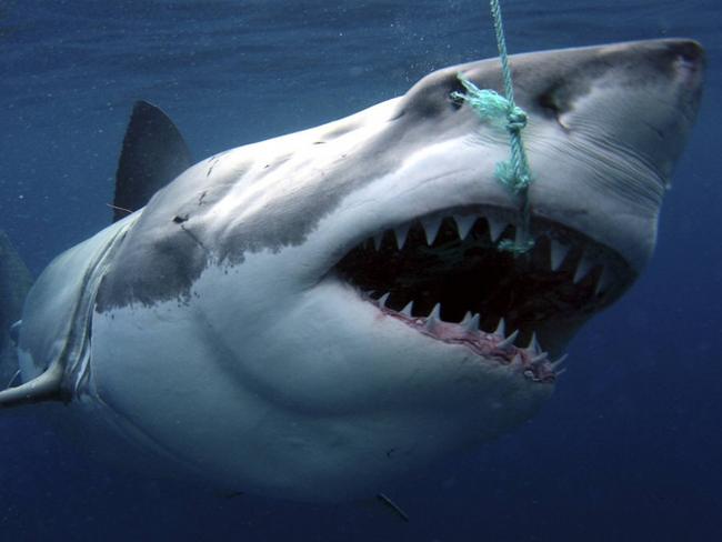 02/03/2009: A white pointer shark being tagged for CSIRO research 13 May 2008. Pic. SuppliedPerthnow generic library great white shark