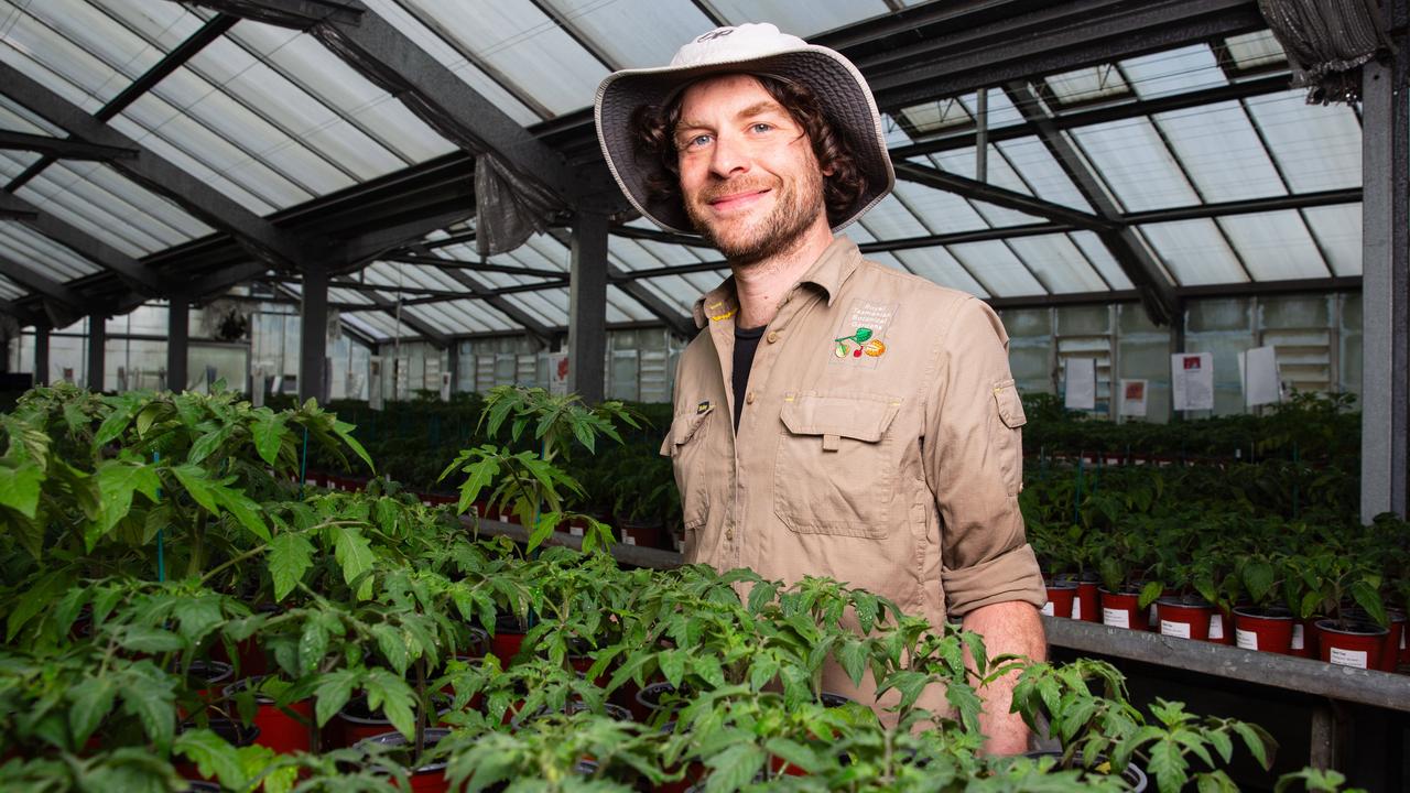 It’ll be a vine day for a tomato: Thousands to flock to annual sale