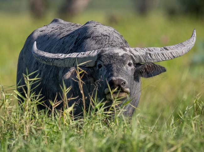 Paul Thomsen captured this captivating shot of an old bull buffalo at Corroboree Billabong, one of his favourite spots.