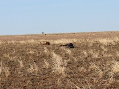 Police are investigating the shooting death of more than 35 horses at a Longreach property.