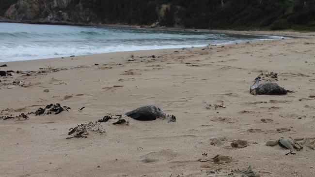 Dozens of dead birds have been washing up on Eurobodalla beaches. Picture: Tom McGann