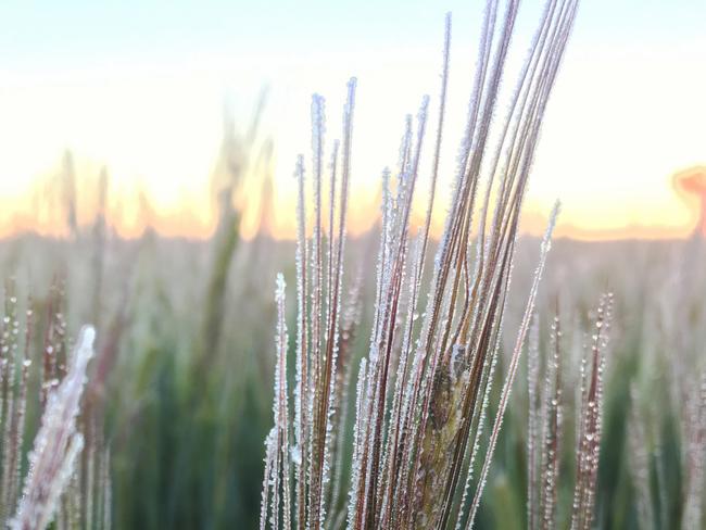 Frost damage: Many crops are now out of the vulnerable stage as they start to mature. Picture: Kelly Angel.