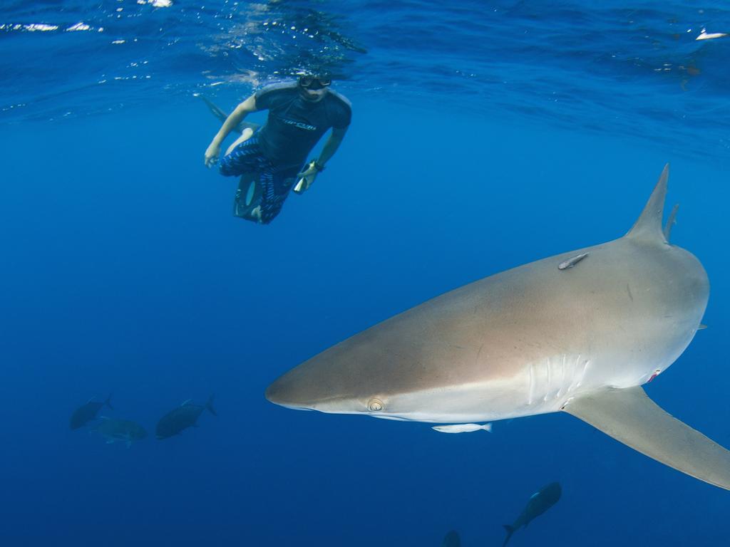 Australian Shark Attack File: National database changes name | news.com