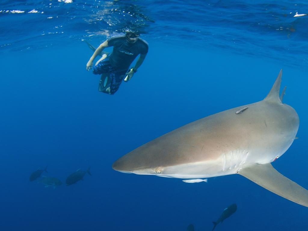 Tereza Todd said it was more common for sharks to swim away when they realised they had encountered a human. Picture: Seanna Cronin / APN