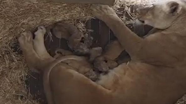 Husani, 8, shortly after the birth of her five cubs at Monarto Safari Park. Picture: Zoos SA