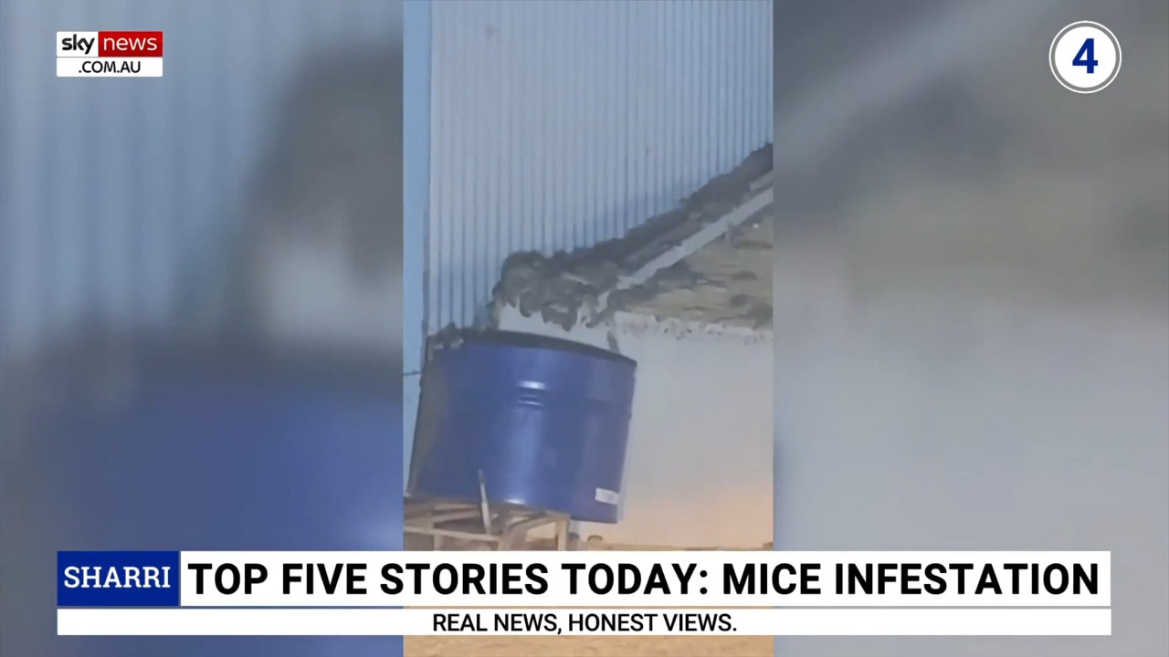 Farmers report a ‘rise in mice infestations’