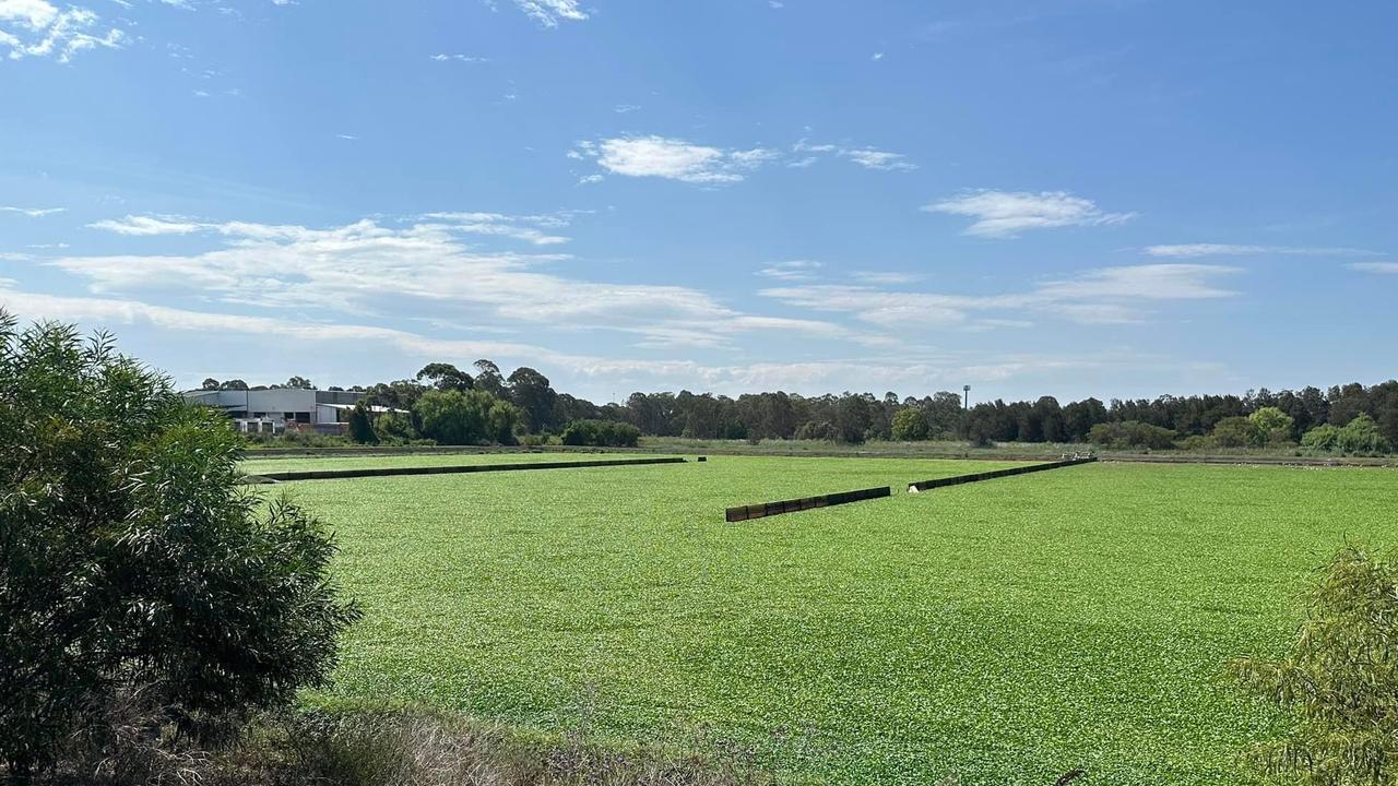 The frogbit was first detected in March but has since blown out. Picture: Facebook.