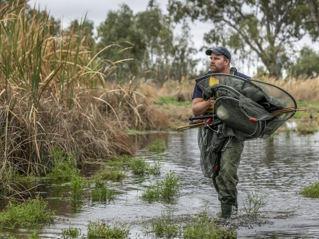 Peter Rose, Project Manager, North Catchment Management Authority (NCCMA), wades through the shallows of Third Reedy Lake marsh to set fkye nets along the edges. Picture: Doug Gimesy