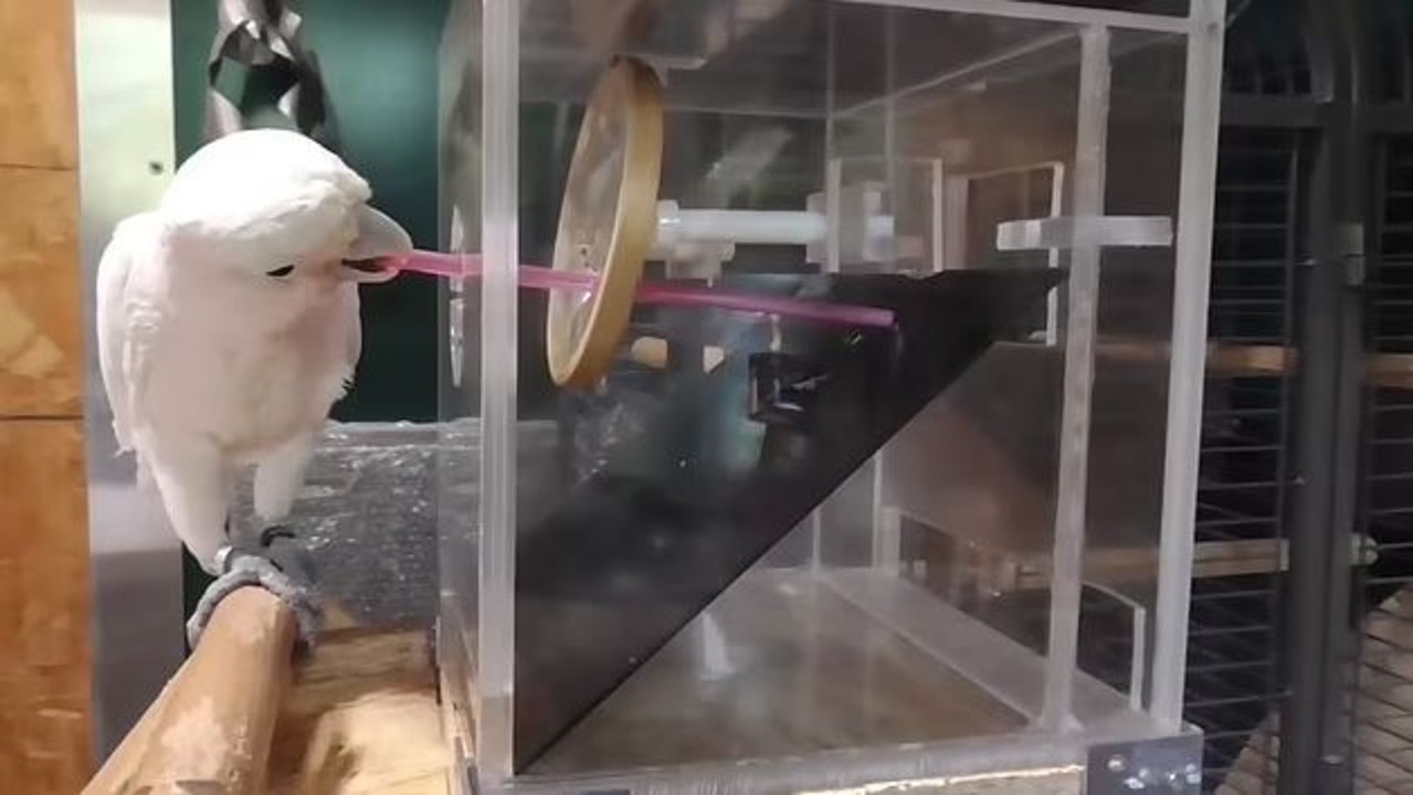 Goffin’s cockatoos are able to figure out how to use a tool. Picture: YouTube/New Scientist