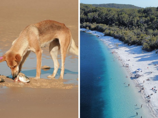 A Queensland mayor has proposed banning children under 12 from unfenced camping areas on a heritage-listed tourist hotspot, following a spate of violent dingo attacks.