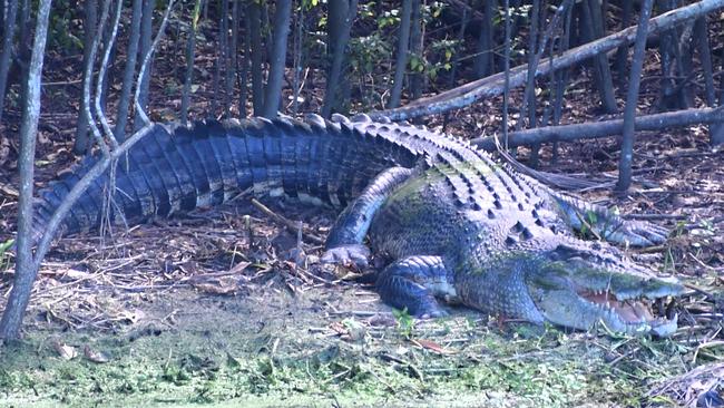 A saltwater crocodile, also known as an estuarine crocodile, bathing on the banks of Palm Creek just outside the town of Ingham in North Queensland. The animal is more than four-metres long. Picture: Cameron Bates