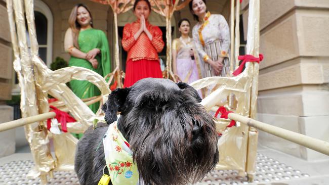 Schnauzer Poppy with representatives from the Nepali Society of Tasmania. Picture: RICHARD JUPE