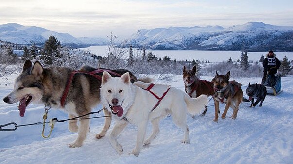 Sled dogs near Whitehorse, Canada.