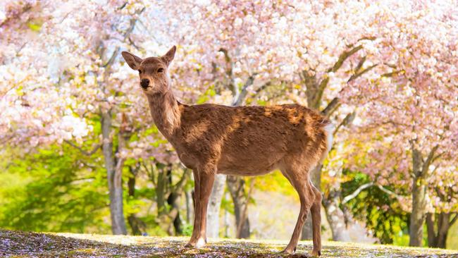 6. NaraThere’s something utterly charming about walking through a Japanese city only to spot herds of deer. Welcome to Nara, where tame deer, who have learnt to bow their heads to request to be fed deer crackers, are the standout attraction. You may not want to feed the wildlife, but this vibrant city is an excellent gateway from which to explore the Kii Peninsula, and it’s definitely worth staying a few nights at the luxurious Shisui Hotel. Then take a short walk to Todaiji Temple (the world’s largest historical wooden building where the size of the Buddha inside has to be seen to be believed) and cool off with a local sweet treat – an enormous, colourful and delicious shaved ice dome known as ‘kakigori’.See also:-Best things to do in Kyoto-How to avoid crowds in Kyoto-What you need to know about visiting Kyoto