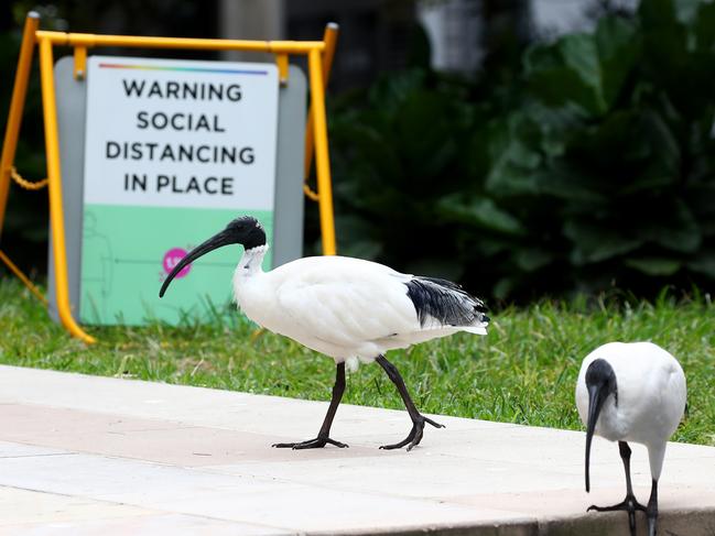 Ibis birds pictured on Loftus St near Circular Quay in search of food.