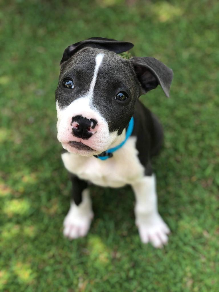 Odin’s first time on the grass. Picture: Jaala