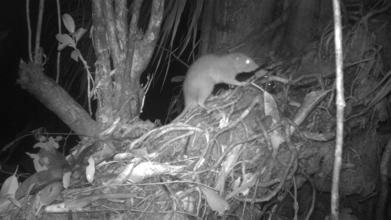 Uromys vika giant rat in Solomon Islands captured on camera | The ...