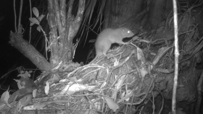The Uromys vika giant rat which lives on the Solomon Islands is captured on camera for the first time. Picture: Supplied