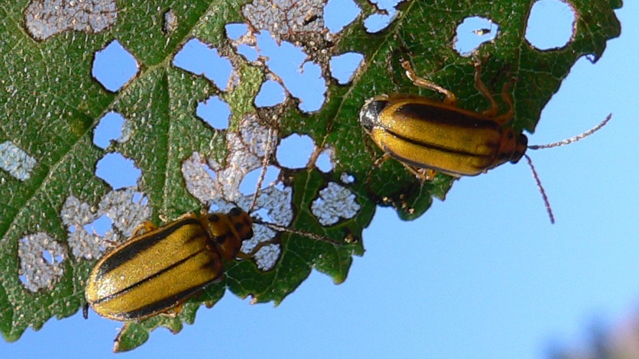 elm-leaf-beetle-is-on-the-march-again-daily-telegraph