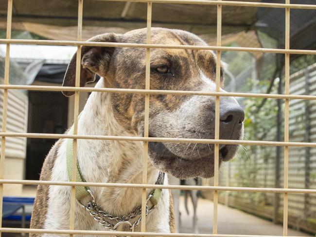 3 year old Kaos, who is up for adoption at Sunshine Cost Animal Refuge, which is seeing a dramatic increase in pets being surrendered due to the housing rental crisis on the Sunshine Coast. Photo Lachie Millard