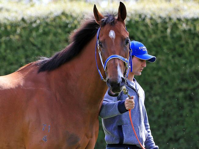 Toby Edmonds trained Houtzen with strapper/trackrider Scott Hillebrand. Picture: Mark Stewart