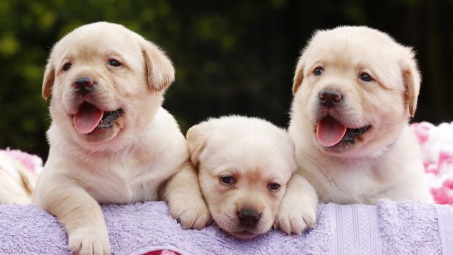 Labrador Retrievers, like these cuties, are very popular in Brisbane, according to council data. Picture: Lachie Millard