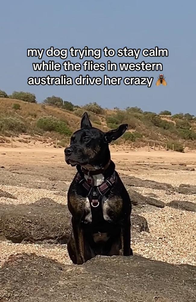 An Australian backpacker shared a video of her dog struggling to stay calm while the flies in Western Australia. Picture TikTok/ ausbackpacker