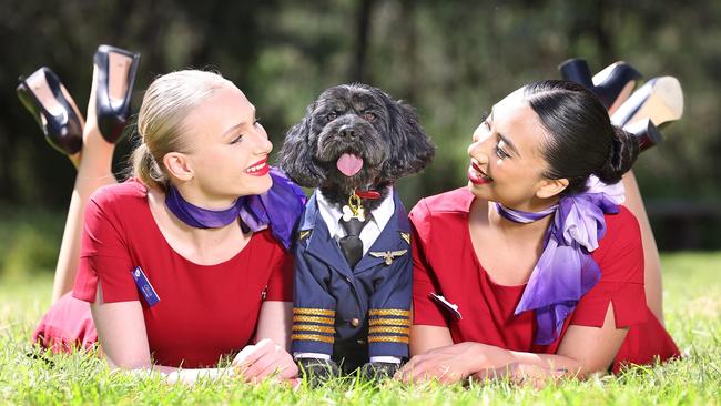 Virgin Australia wants to become the country’s first airline to operate domestic flights with pets in the cabin from next year. Virgin Australia team members with cavoodle Henri. Picture: Alex Coppel