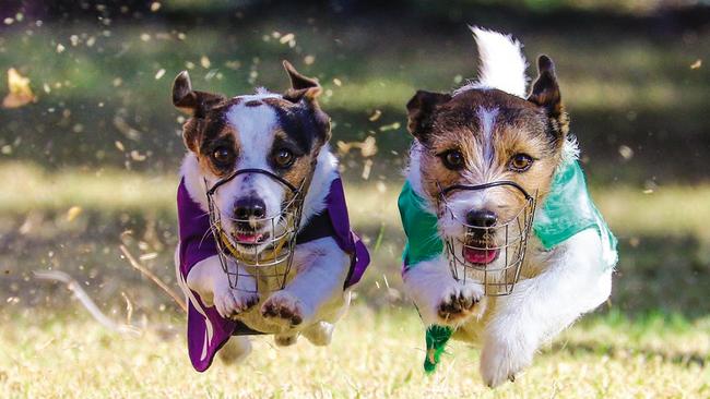 South coast jack russell best sale terrier club