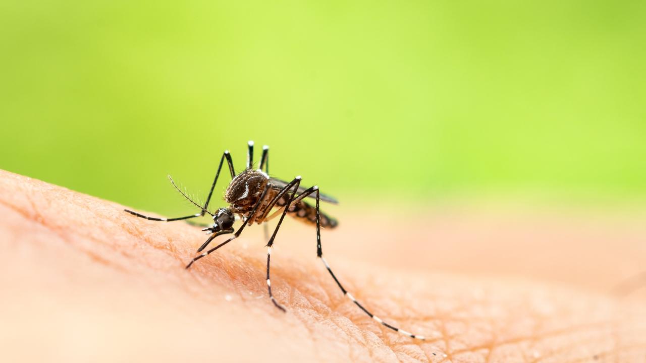 The dengue virus is spread through mosquitoes.