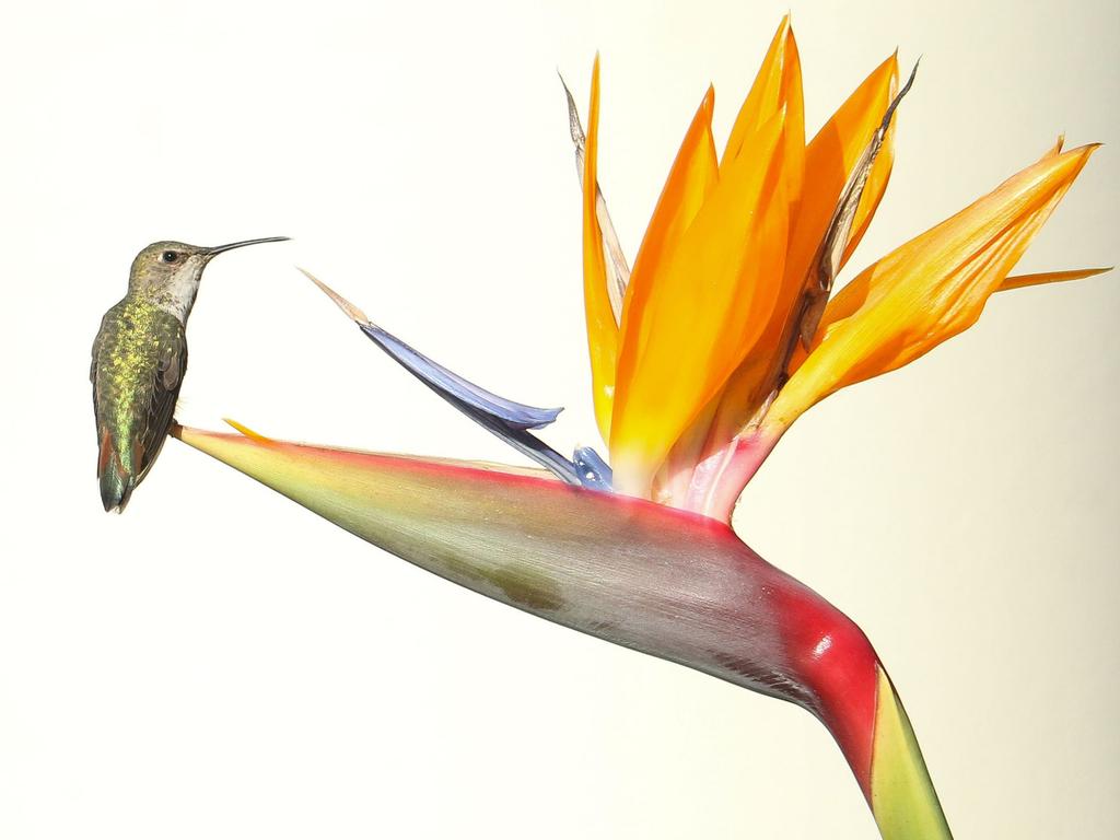 Hummingbird. Steve Irwin’s 13-year-old son Robert demonstrates an exceptional talent behind the lens with a series of candid and close-up images of wildlife in their natural habitats. Picture: Robert Irwin