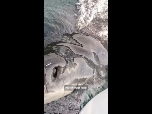 Great white shark attacks Kiwi boat