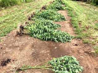 Queensland Police officers have seized an estimated street value of $1.5 million worth of marijuana plants during Operation Oaky. Picture: Queensland Police